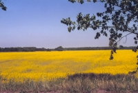 Landschaft zwischen St�del und Krogulnp
