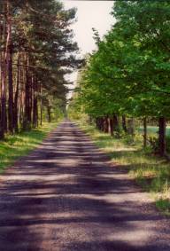 Ein Waldweg zwischen Pietrasz�w und Koszwice